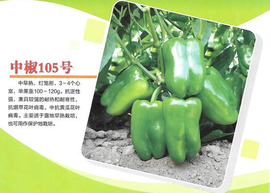 辣椒新品种川椒301的选育