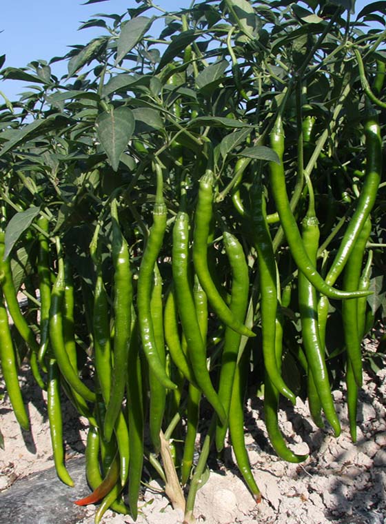 川椒种业-辣椒有多少品种