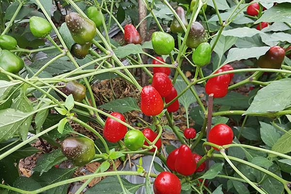 川椒种业-辣椒种子育苗的方法