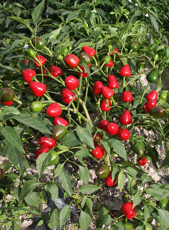 川椒种业-辣椒品种