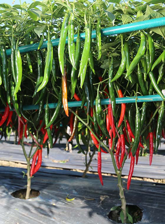 川椒种业-辣椒整个周期的生长发育特性