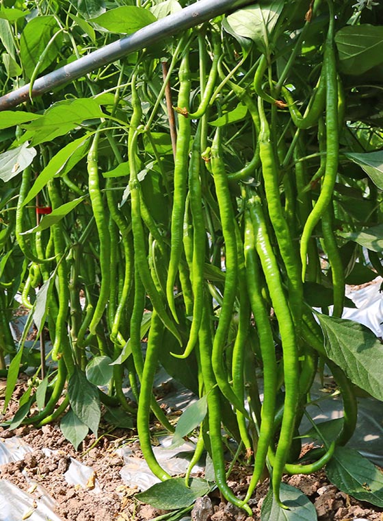 川椒种业-鲜食辣椒种子
