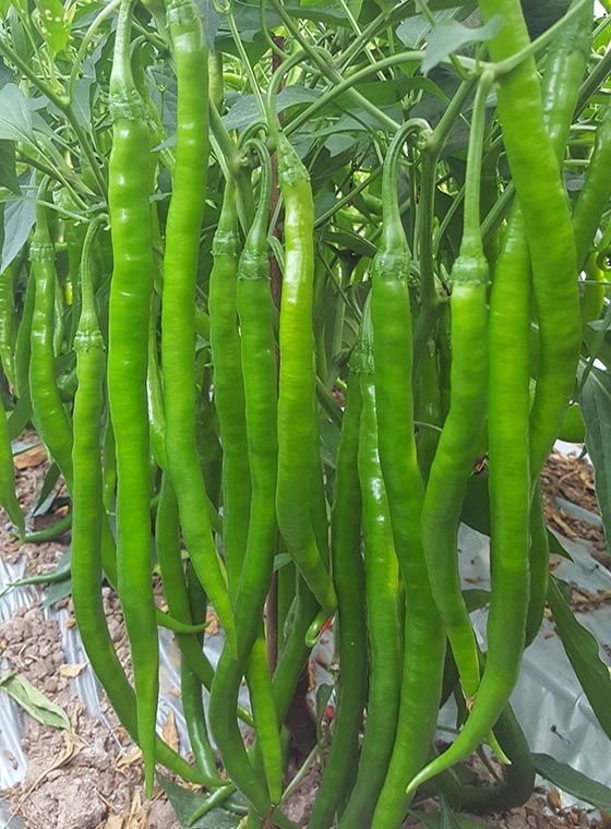 川椒种业-鲜食辣椒种子