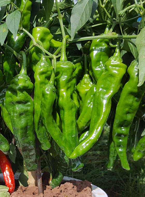 川椒种业-辣椒的种植方法