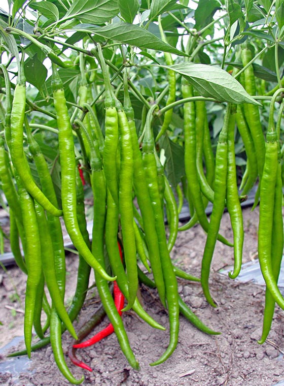 川椒种业-辣椒种植技术与管理