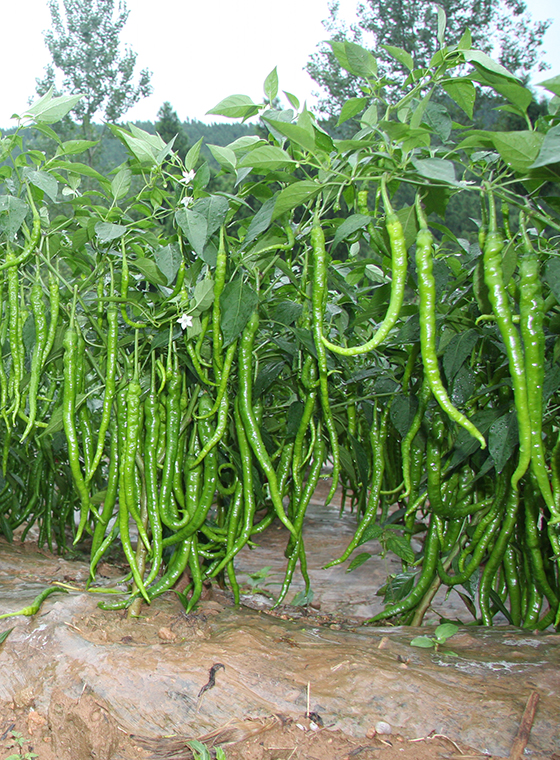 川椒种业-青椒种子