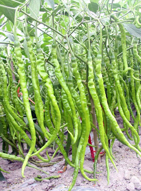 川椒种业-超长线椒种子