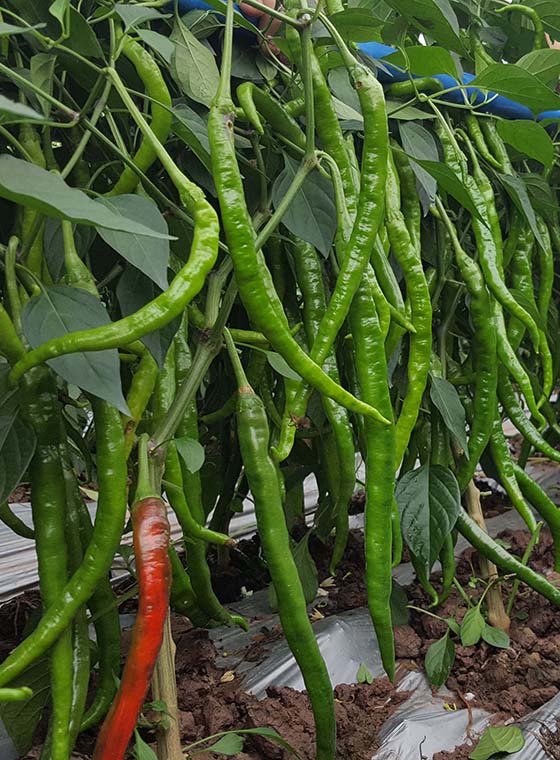 川椒种业-如何种辣椒才能高产
