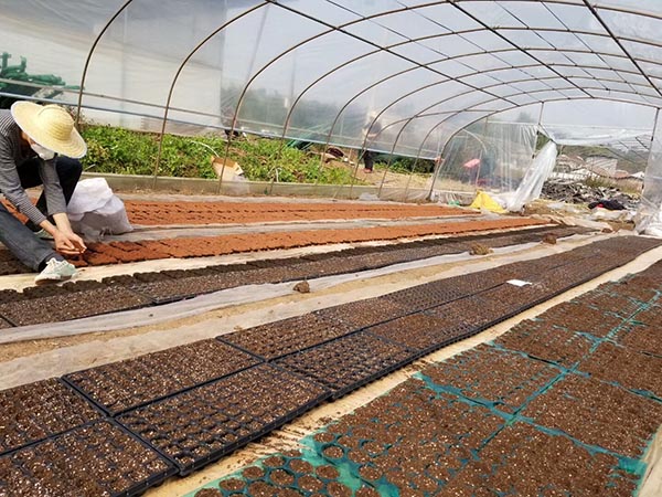 川椒种业-地膜覆盖节能滴灌栽培技术