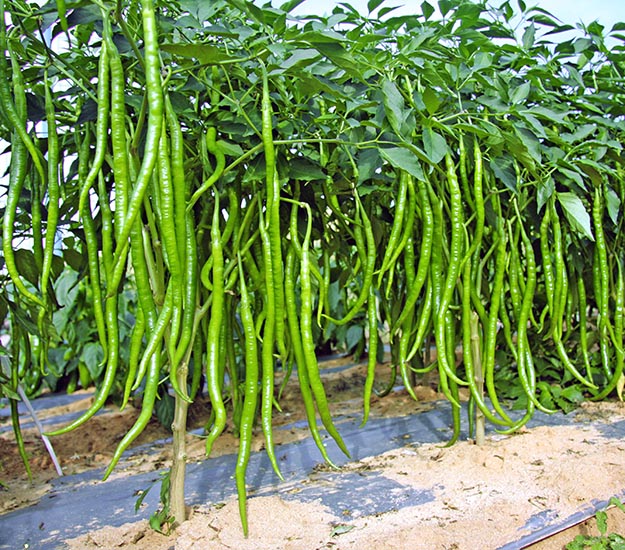 川椒种业-辣椒种子与生存环境的关系