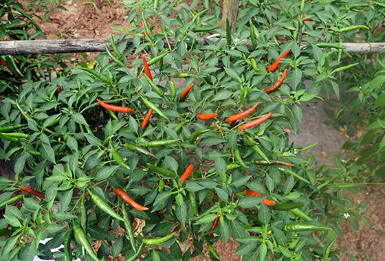 川椒种业：专业的辣椒种子批发企业，为您种植护航