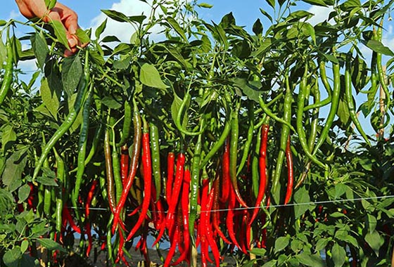 川椒种业：辣椒种子批发企业，助你种植高效辣椒