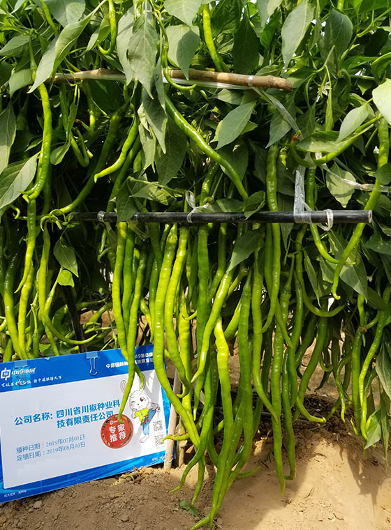川椒种业-辣椒种子多少钱
