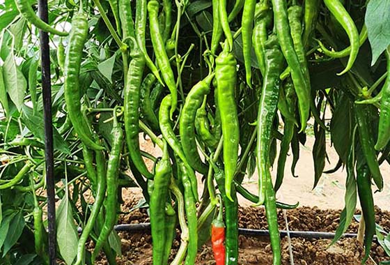 川椒种业：合理施肥结合灌水，以利加速辣椒种子生长发育