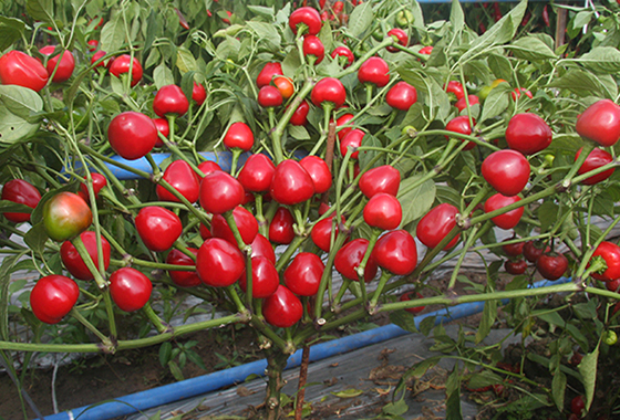 川椒种业：你知道什么种类的辣椒适合做泡椒吗？