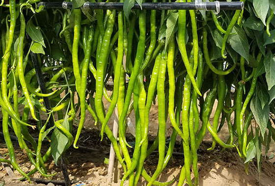 川椒种业：农户学习辣椒种植技术与管理知识的重要性