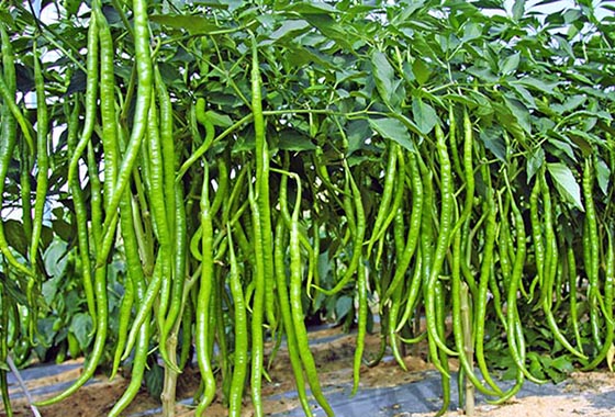 川椒种业：辣椒种子苗床水分管理的阶段性和时间性
