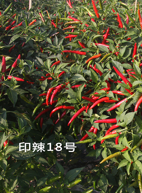 川椒种业-超高产朝天椒新品种