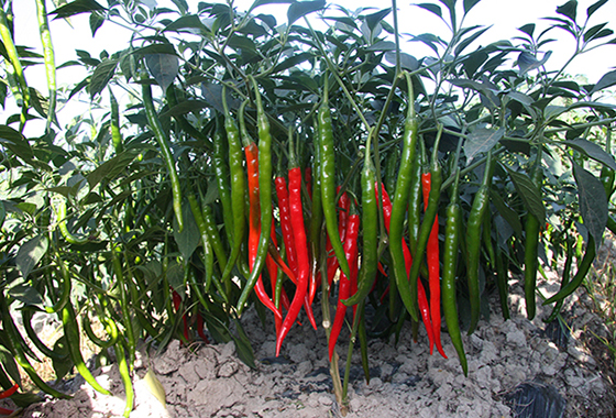 川椒种业：辣椒的种类有哪些，川椒怎么样？