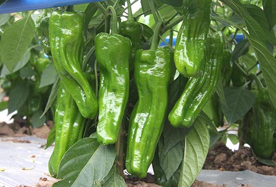 川椒种业：大青椒品种，有薄皮和厚皮之分