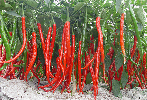 川椒种业：辣椒干制的质量和分级标准