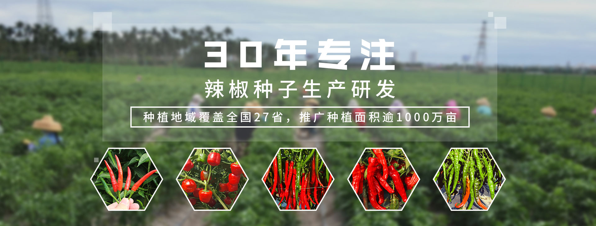 30年专注辣椒种子生产研发，种植地域覆盖全国27省，推广种植面积逾1000万亩