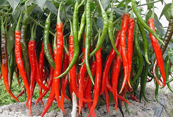 川椒种业：辣椒栽培技术的田间管理对高产的影响