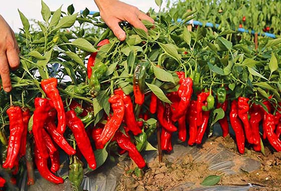 川椒种业：施肥对辣椒生长发育的影响
