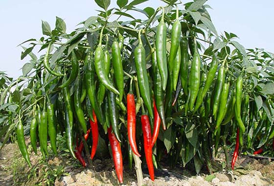 川椒种业：辣椒种子生长过程中施肥量的确定