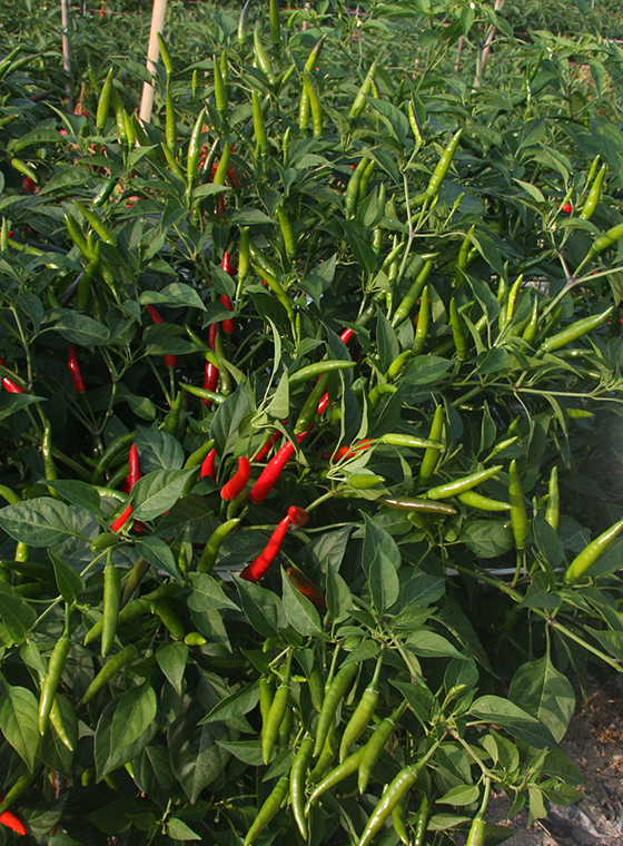 川椒种业  高产朝天椒种子