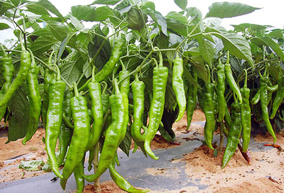 川椒种业：海南辣椒种子育苗的几个关键点
