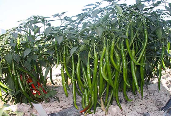 川椒种业：辣椒种子育苗技术和产量的关系