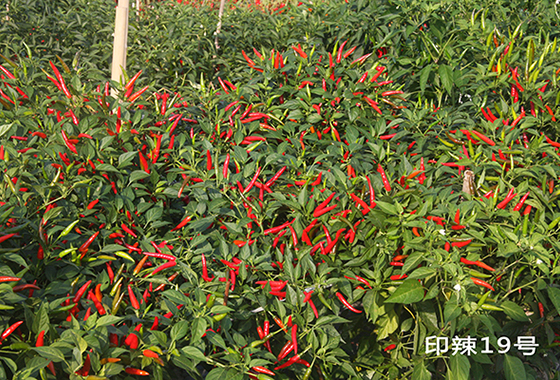 川椒种业：干制辣椒的采收期