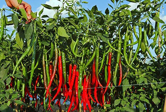 川椒种业：辣椒中含有的主要实用成分及其作用
