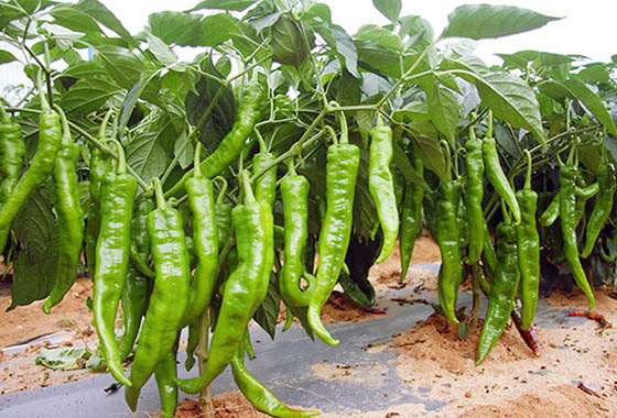 川椒种业：夏季种植鲜食型辣椒品种要注意什么？