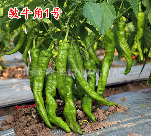 川椒种业-反季节辣椒种子