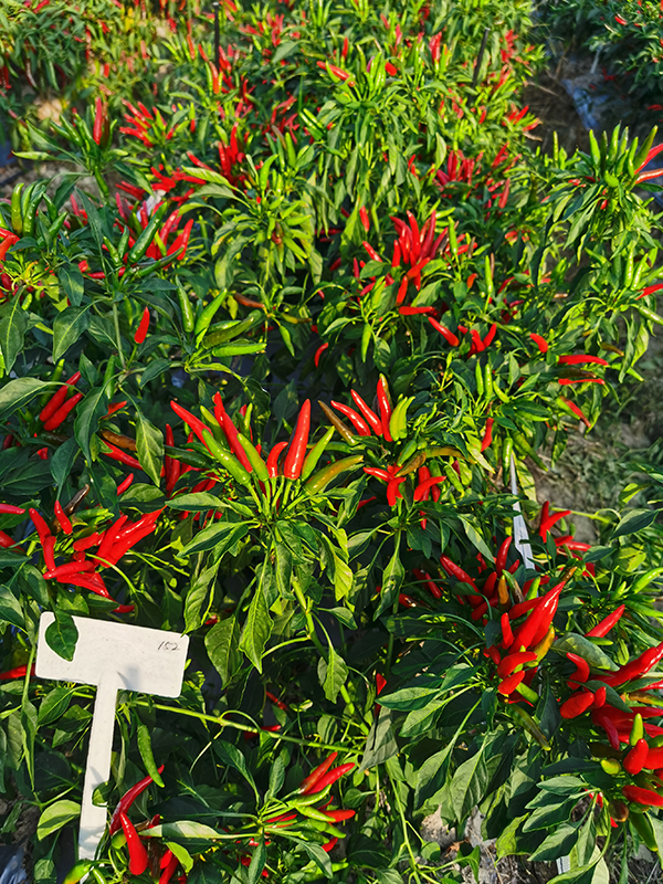 川椒种业  新一代朝一天椒哪个品种产量高