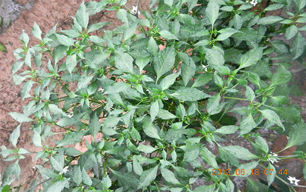 川椒种业-辣椒施肥不当的叶片
