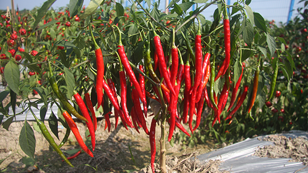 关于辣椒种植的六个小问答，解答您的疑惑