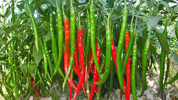 川椒种业：冬季种植辣椒需要注意浇水方法
