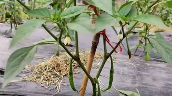 川椒种业：辣椒剪枝的注意事项分享