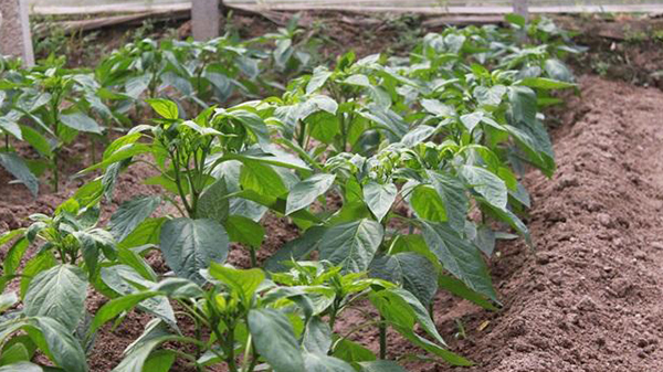 川椒种业：辣椒追肥很重要，三种方式要记牢