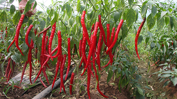 川椒种业：辣椒品种选择的四个技巧，拿笔记起来