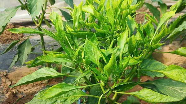 川椒种业：辣椒矮化有哪些预防措施？