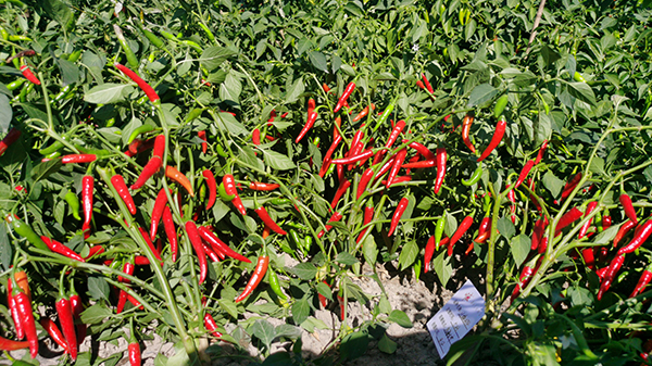 川椒种业：辣椒不同时期的田间管理要求