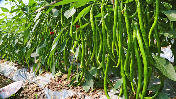 川椒种业：辣椒种植用赤霉素有帮助，但要注意...