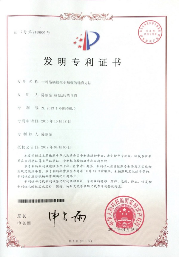 一种吊柄簇生小辣椒的选育方法