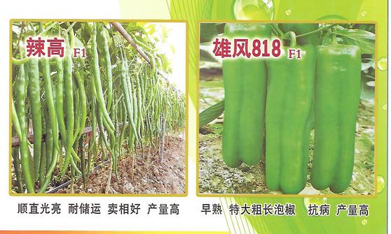 辣椒新品种干鲜4号的选育