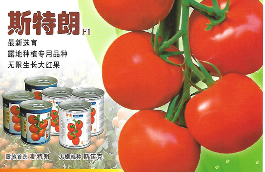 早熟抗病辣椒新品种川椒3号的选育