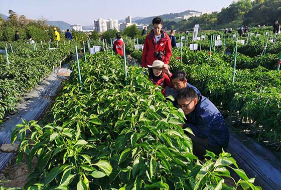 川椒种业：辣椒叶在辣椒种子育种工作中的实用价值